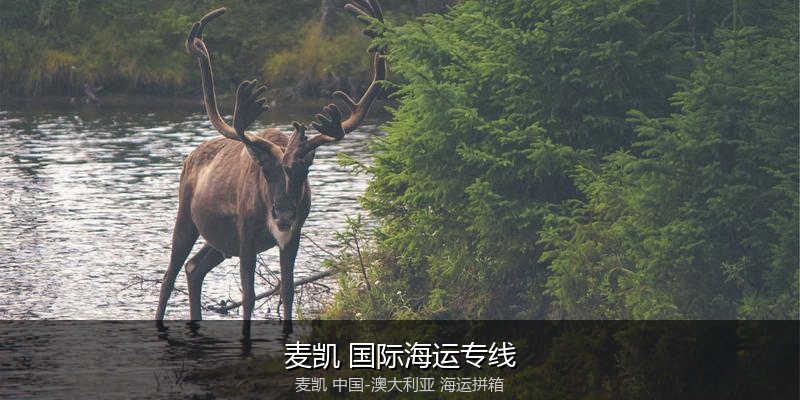 澳大利亚海运专线时效对比与选择指南
