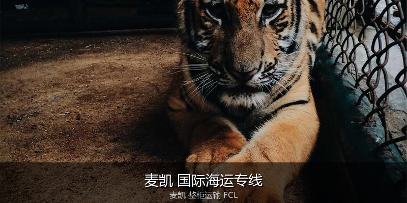 海运拼箱与整柜运输优劣对比